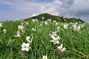 Spettacolo di narcisi e di amici sul Linzone (1392 m) il 12 maggio 2018 - FOTOGALLERY